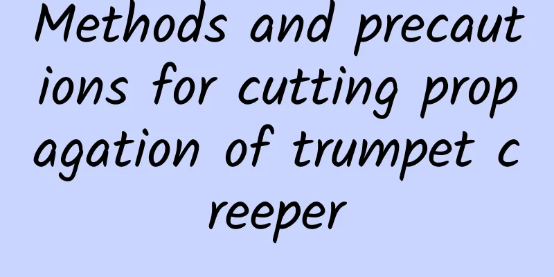 Methods and precautions for cutting propagation of trumpet creeper
