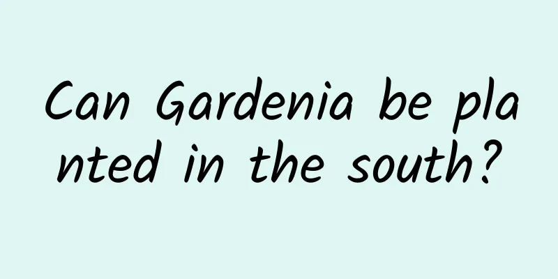 Can Gardenia be planted in the south?