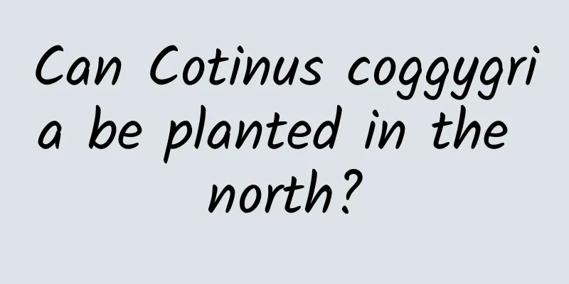 Can Cotinus coggygria be planted in the north?