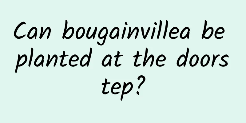 Can bougainvillea be planted at the doorstep?