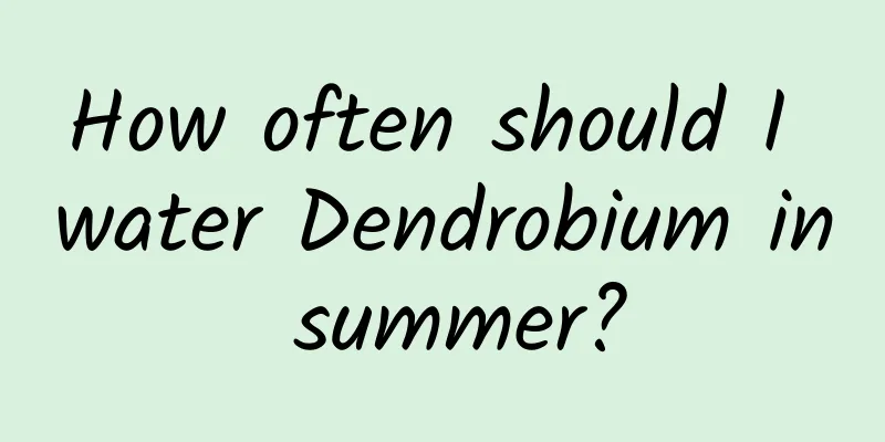 How often should I water Dendrobium in summer?