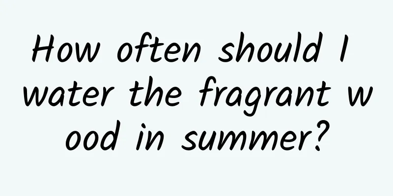How often should I water the fragrant wood in summer?