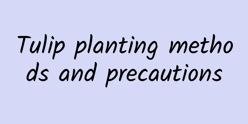Tulip planting methods and precautions