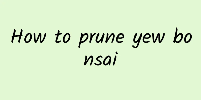 How to prune yew bonsai