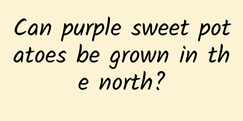 Can purple sweet potatoes be grown in the north?