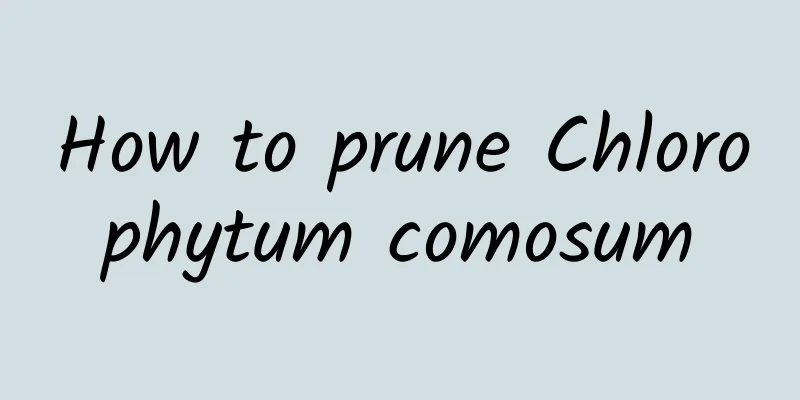 How to prune Chlorophytum comosum