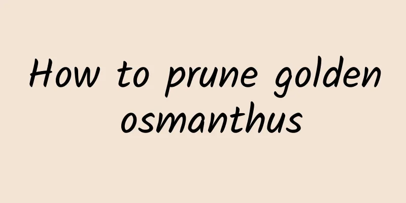 How to prune golden osmanthus