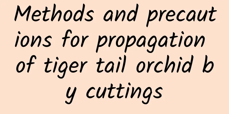 Methods and precautions for propagation of tiger tail orchid by cuttings