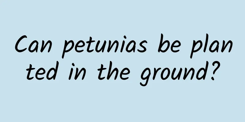 Can petunias be planted in the ground?