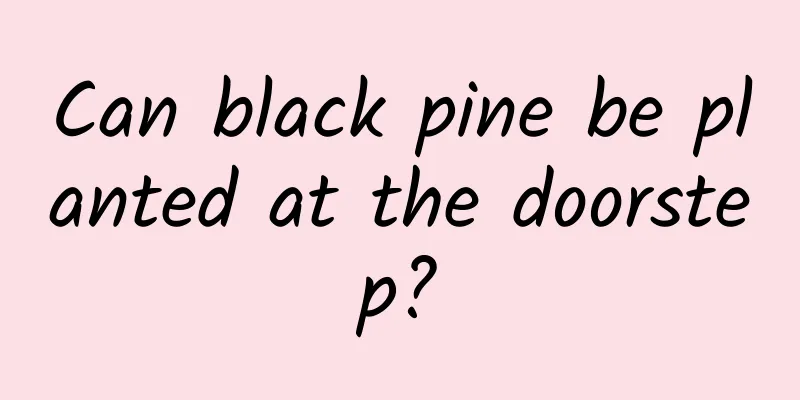 Can black pine be planted at the doorstep?