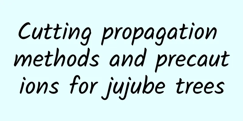 Cutting propagation methods and precautions for jujube trees