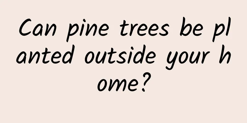 Can pine trees be planted outside your home?