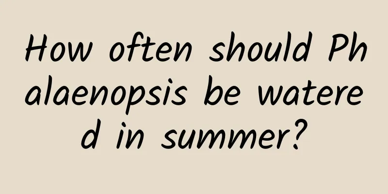 How often should Phalaenopsis be watered in summer?