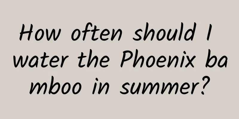 How often should I water the Phoenix bamboo in summer?