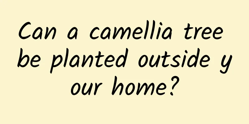 Can a camellia tree be planted outside your home?