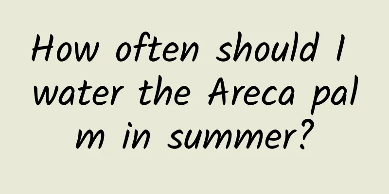 How often should I water the Areca palm in summer?
