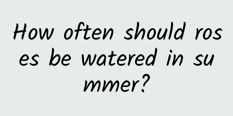How often should roses be watered in summer?