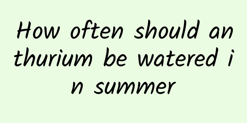 How often should anthurium be watered in summer