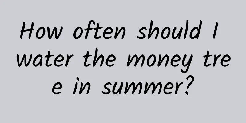 How often should I water the money tree in summer?