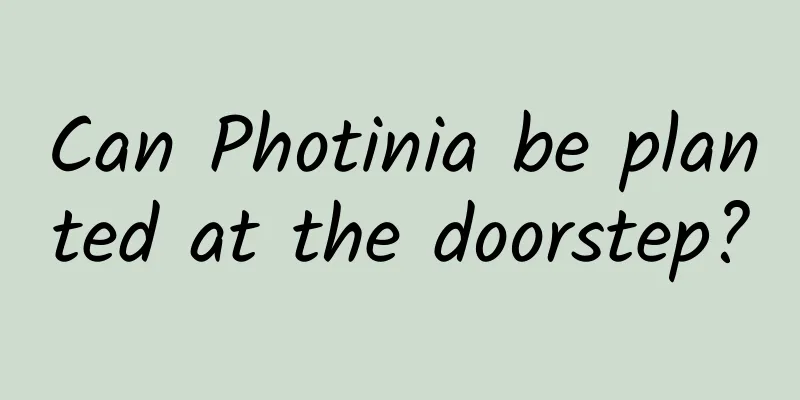 Can Photinia be planted at the doorstep?