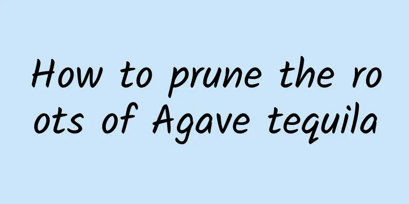 How to prune the roots of Agave tequila