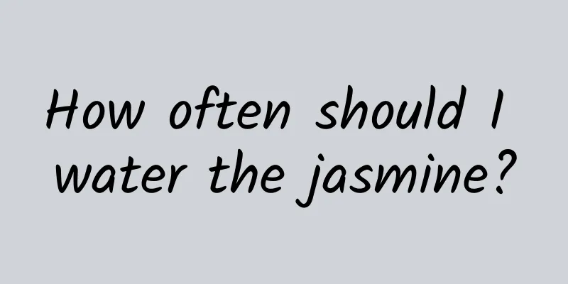 How often should I water the jasmine?