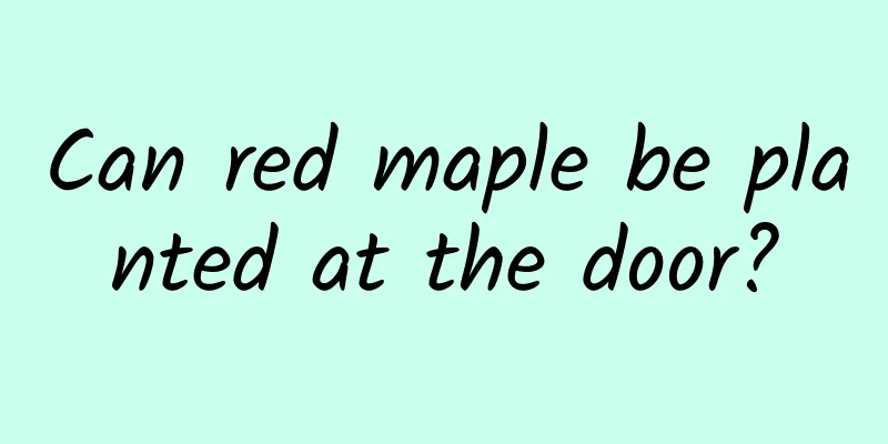 Can red maple be planted at the door?
