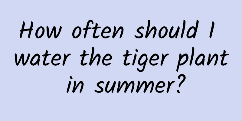 How often should I water the tiger plant in summer?