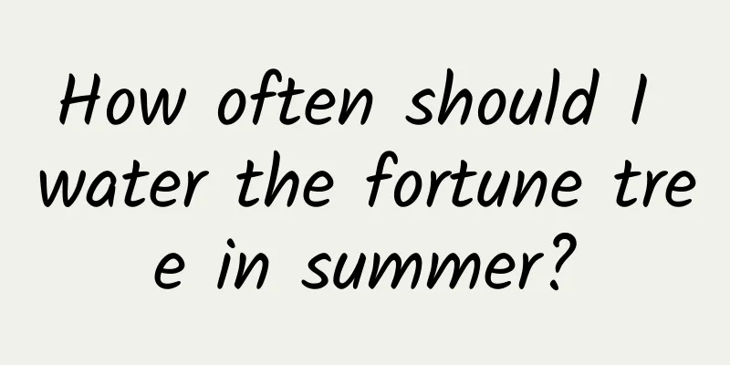 How often should I water the fortune tree in summer?