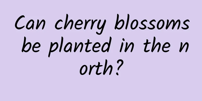 Can cherry blossoms be planted in the north?