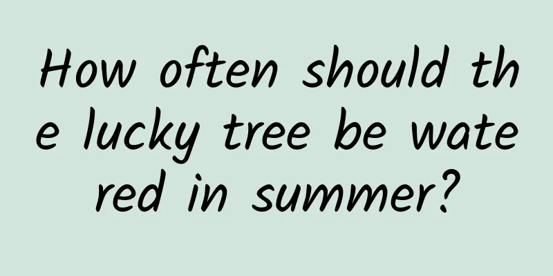 How often should the lucky tree be watered in summer?