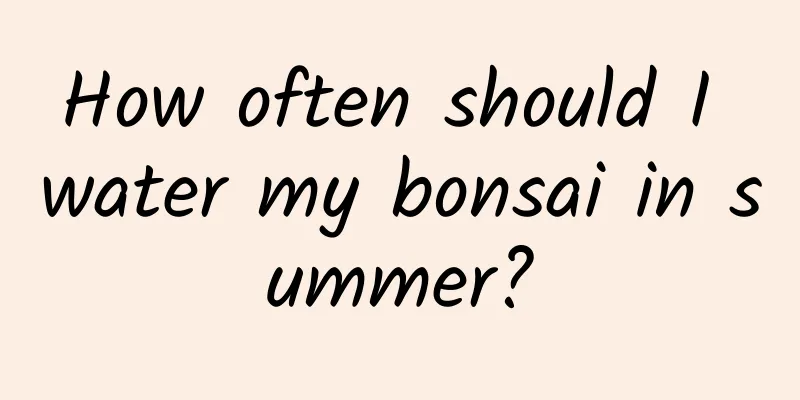 How often should I water my bonsai in summer?