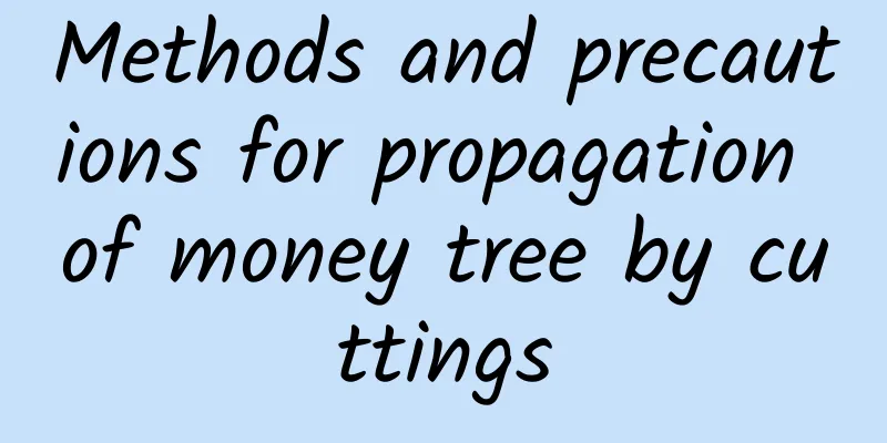 Methods and precautions for propagation of money tree by cuttings