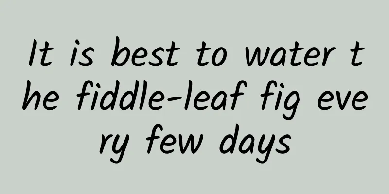 It is best to water the fiddle-leaf fig every few days