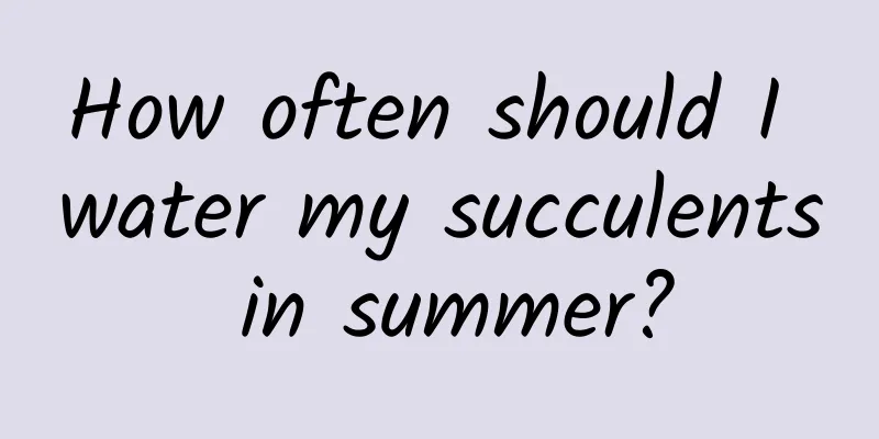 How often should I water my succulents in summer?