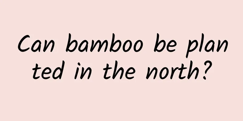 Can bamboo be planted in the north?