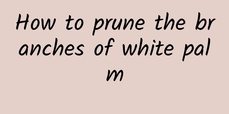 How to prune the branches of white palm