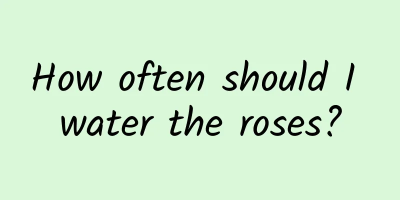 How often should I water the roses?