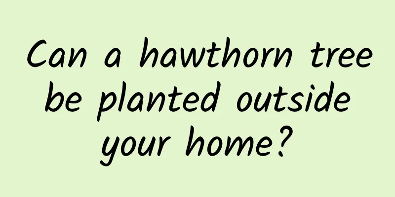 Can a hawthorn tree be planted outside your home?