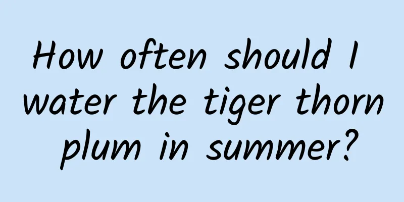 How often should I water the tiger thorn plum in summer?