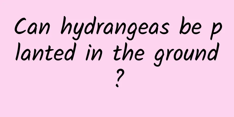 Can hydrangeas be planted in the ground?