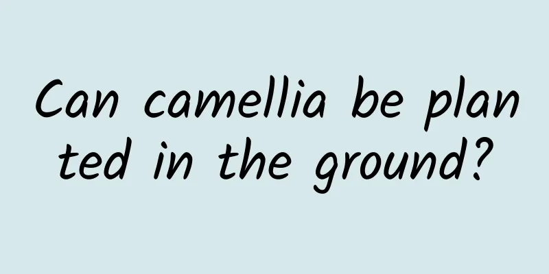 Can camellia be planted in the ground?