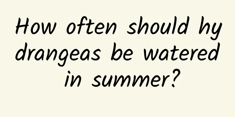 How often should hydrangeas be watered in summer?