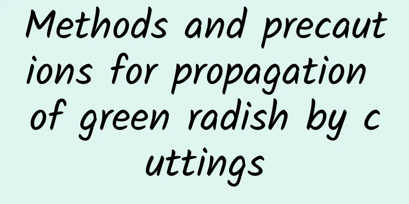 Methods and precautions for propagation of green radish by cuttings