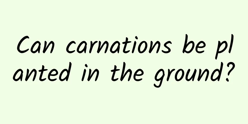 Can carnations be planted in the ground?