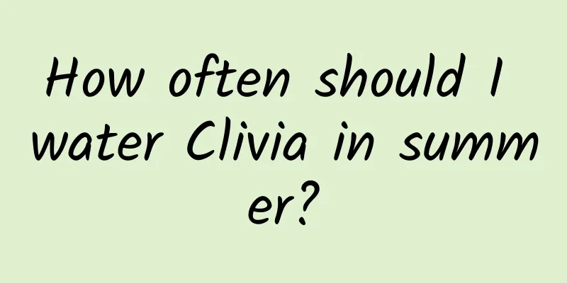 How often should I water Clivia in summer?
