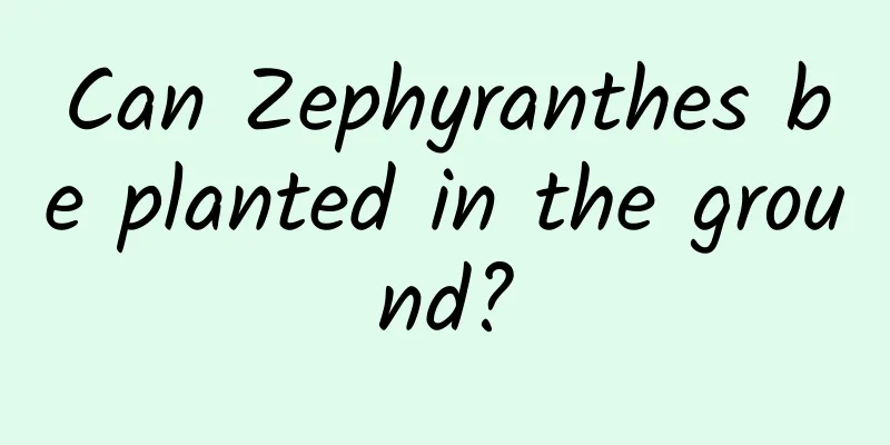 Can Zephyranthes be planted in the ground?