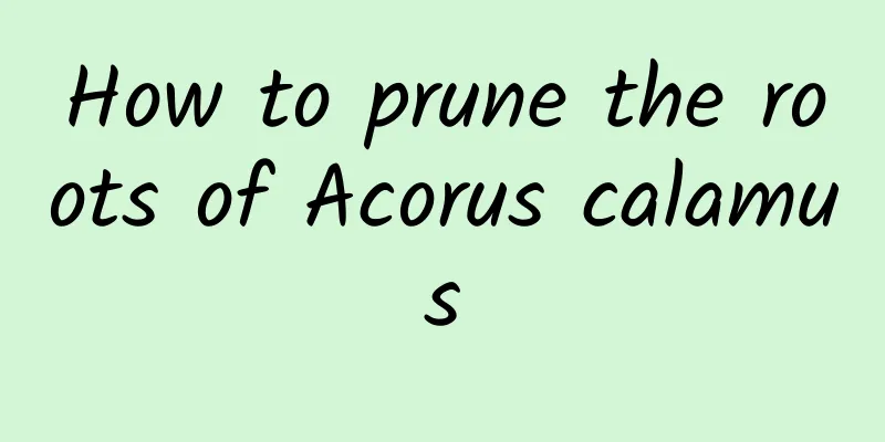 How to prune the roots of Acorus calamus