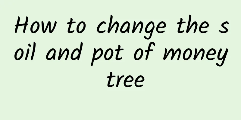 How to change the soil and pot of money tree