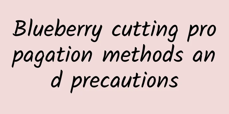 Blueberry cutting propagation methods and precautions